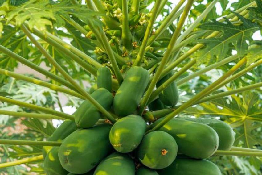 Πρόσκληση σε ενημερωτική ημερίδα για την καλλιέργεια υποτροπικών φυτών