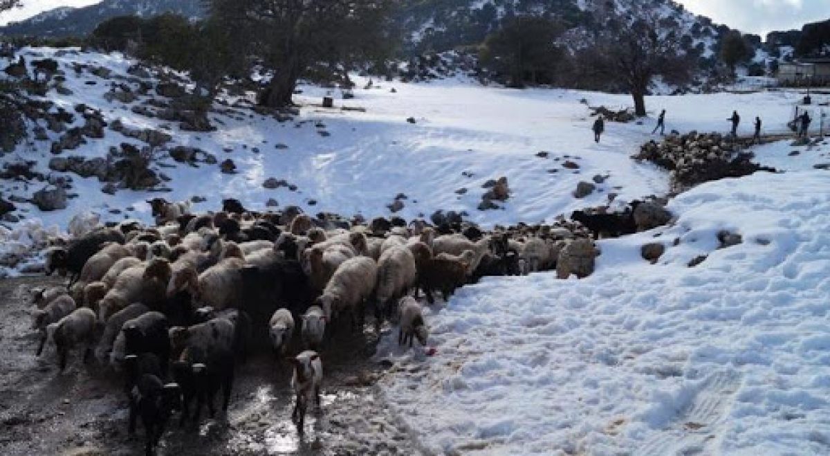 Επαφές ΥπΑΑΤ, Σπήλιου Λιβανού, με Περιφερειάρχες και ΕΛΓΑ, λόγω της σφοδρής κακοκαιρίας