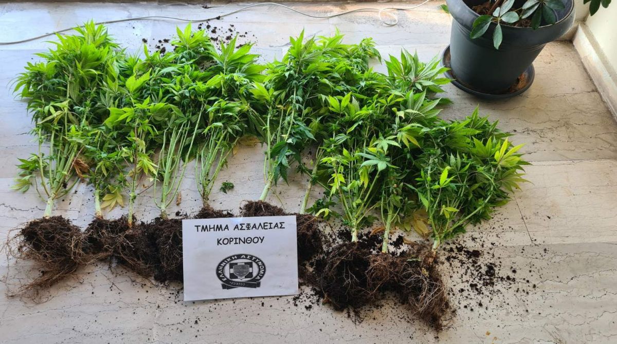 Κατασχέθηκαν, μεταξύ άλλων, -10- φυτά κάνναβης, πλήθος σπόρων κάνναβης και εξοπλισμός εσωτερικής καλλιέργειας