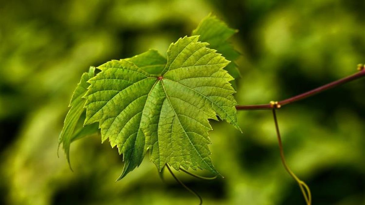 Έκτακτα μέτρα στήριξης του Αμπελοοινικού τομέα