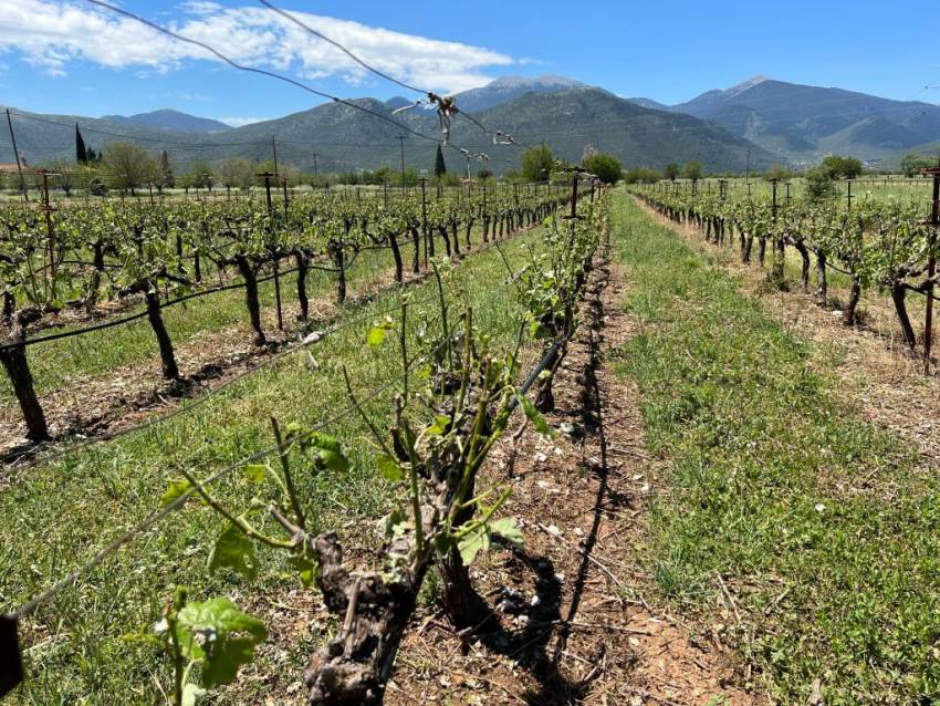 Εκτεταμένες ζημιές στις καλλιέργειες της Κορινθίας λόγω ακραίων μετεωρολογικών φαινομένων και ασθενειών