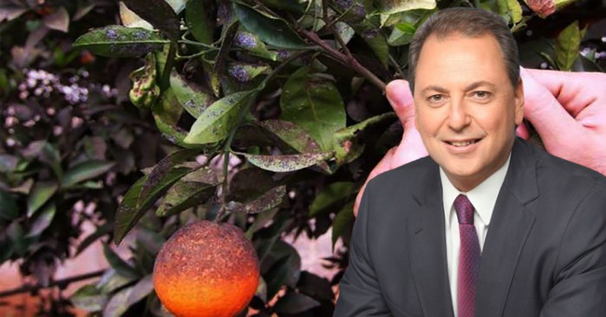 Ο Σπ. Λιβανός ενέκρινε βιολογικό πρόγραμμα καταπολέμησης παρασίτου που πλήττει τα εσπεριδοειδή