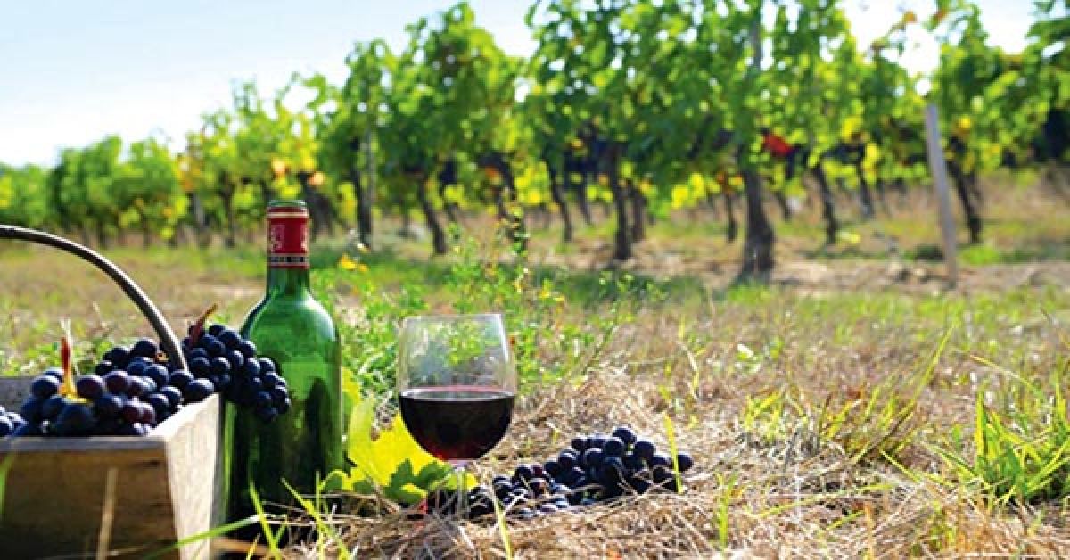 Χορήγηση αδειών νέων φυτεύσεων αμπέλου με οινοποιήσιμες ποικιλίες για το έτος 2022