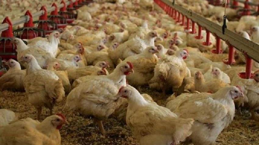 Συμβούλιο υπουργών Γεωργίας της ΕΕ: Ενίσχυση της στρατηγικής για τη γρίπη των πτηνών με αιχμή τον εμβολιασμό