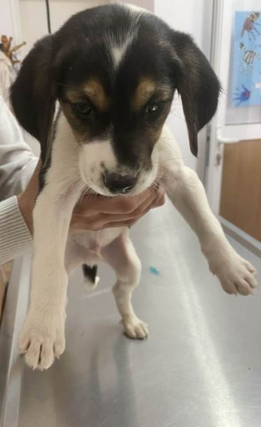 Δήμος Ευρώτα - Υπηρεσία φροντίδας αδέσποτων ζώων