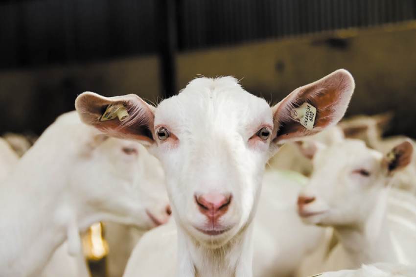 Τέλη Σεπτεμβρίου η Αναδιάρθρωση Καλλιεργειών και Γενετική Βελτίωση Ζώων