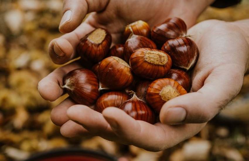 Ανοδική πορεία το κάστανο λόγω μειωμένης παραγωγής, στα 3,50 ευρώ και βλέπει υψηλότερα
