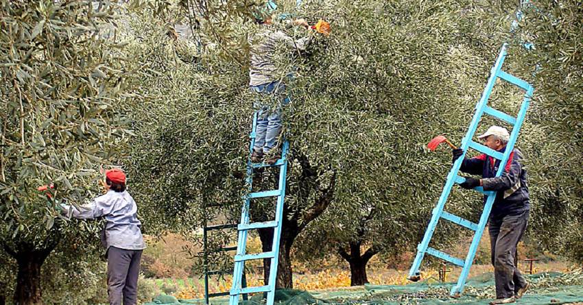 Στη βουλή το αίτημα για έκτακτη ενίσχυση προς τους ελαιοπαραγωγούς