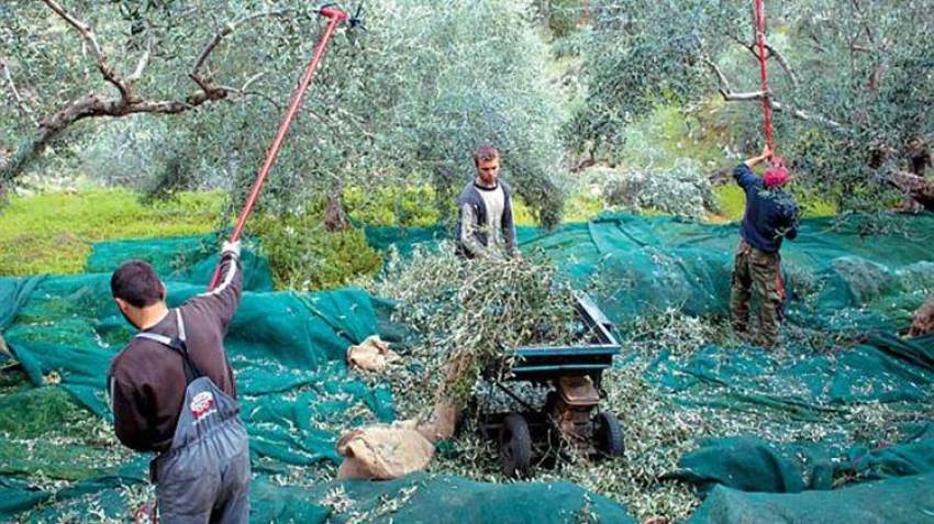 Πλησιάζει το λιομάζωμα ... για εργατικά χέρια, ούτε λόγος!