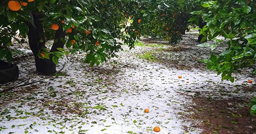 Χαλάζι χτύπησε την Λακωνία, τα πορτοκάλια πάνω στα δέντρα λίγο πριν την συγκομιδή