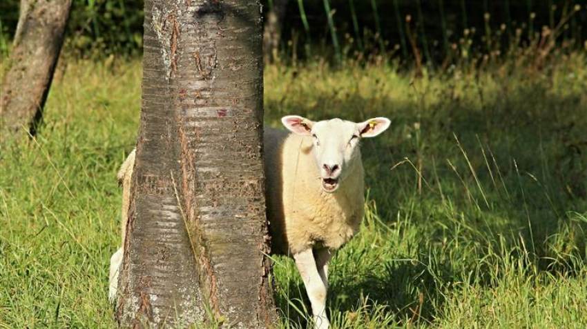 ΟΠΕΚΕΠΕ: Μέχρι την Πέμπτη 17/11 η απογραφή του ζωικού κεφαλαίου
