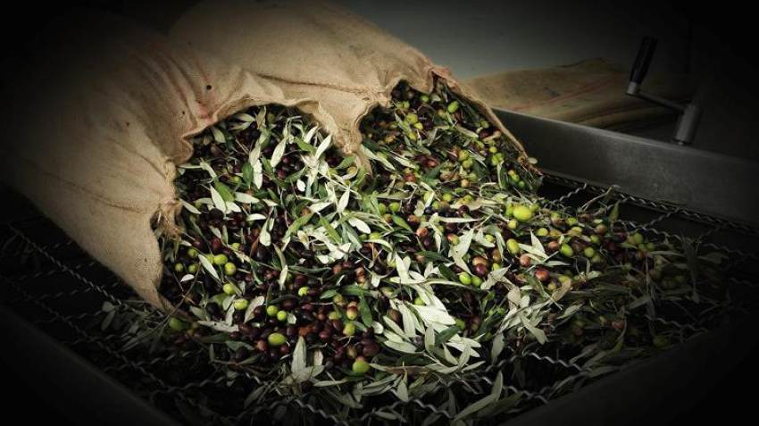 ΕΙΔΗΣΕΙΣ Αθέμιτη κερδοφορία: Η κυβέρνηση σφίγγει τον κλοιό στις τιμές ελαιολάδου