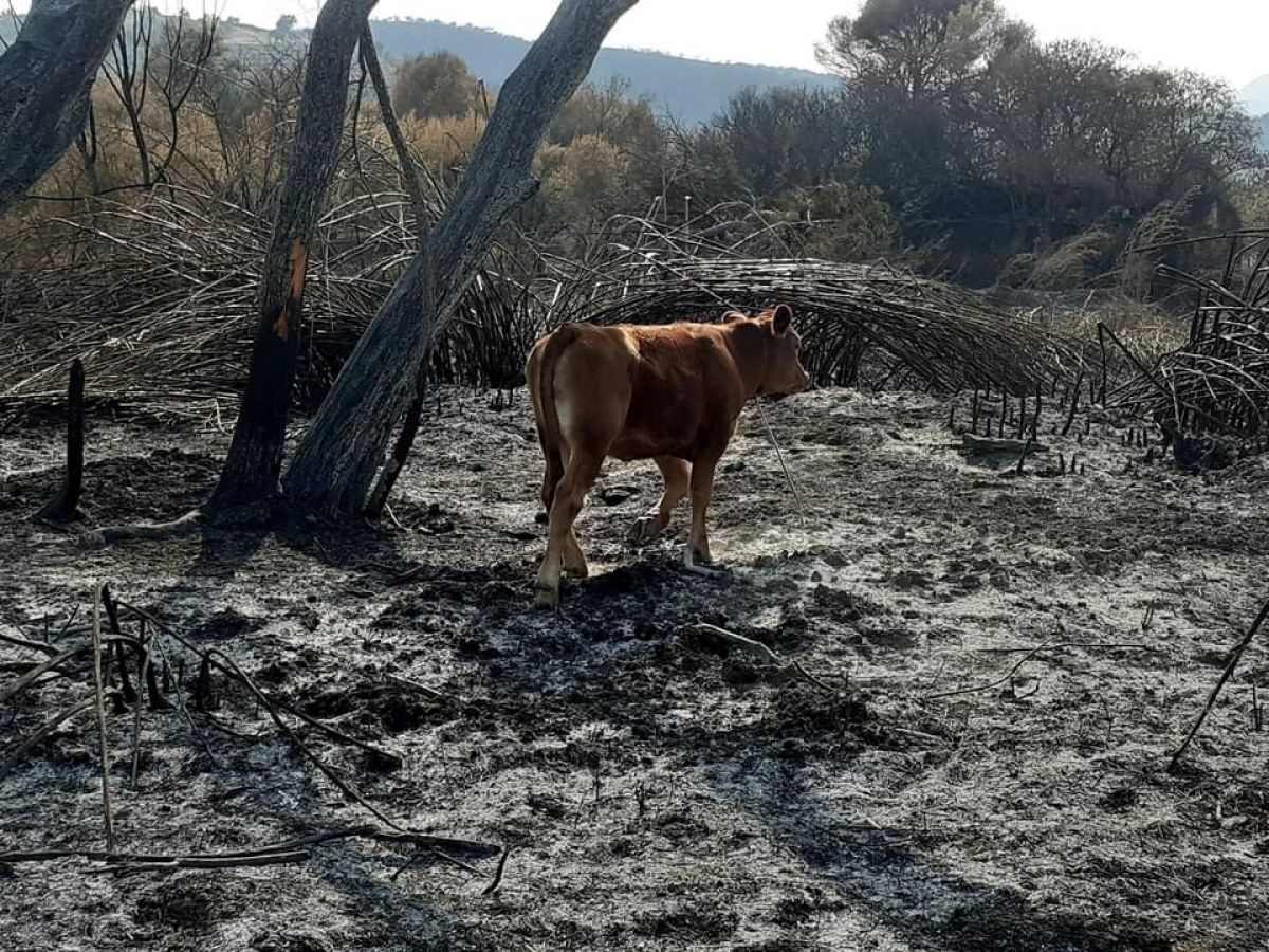 Θ. Βερούτης: Δωρεάν διανομή ζωοτροφών στους πυρόπληκτους κτηνοτρόφους του Δήμου Ανατολικής Μάνης
