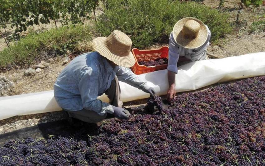 Παράταση έως 10 Ιανουαρίου για την παράδοση της κορινθιακής σταφίδας- Συνάντηση Αυγενάκη με βουλευτές των σταφιδοπαραγωγών νομών