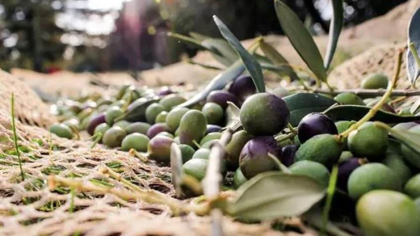 Αύξηση 10,1% στη παραγωγή ελαιολάδου στην Ελλάδα