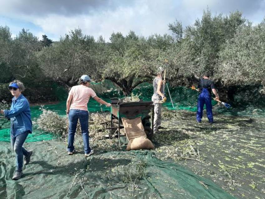 Εδώ δοκιμάσαμε το πιο φρέσκο και νόστιμο ελαιόλαδο.