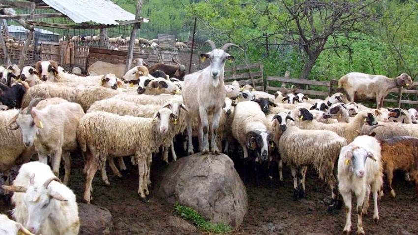 Αιγοπρόβατα: Πώς μολύνονται τα κοπάδια από την παραφυματίωση – Μέτρα πρόληψης