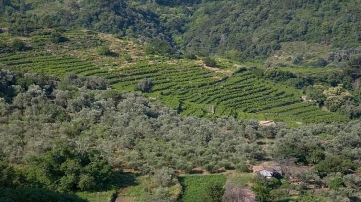 Εκατοντάδες οι διαμαρτυρίες κτηνοτρόφων &amp; ιδιοκτητών που χάνουν το δικαίωμα αντίρρησης στους δασικούς χάρτες