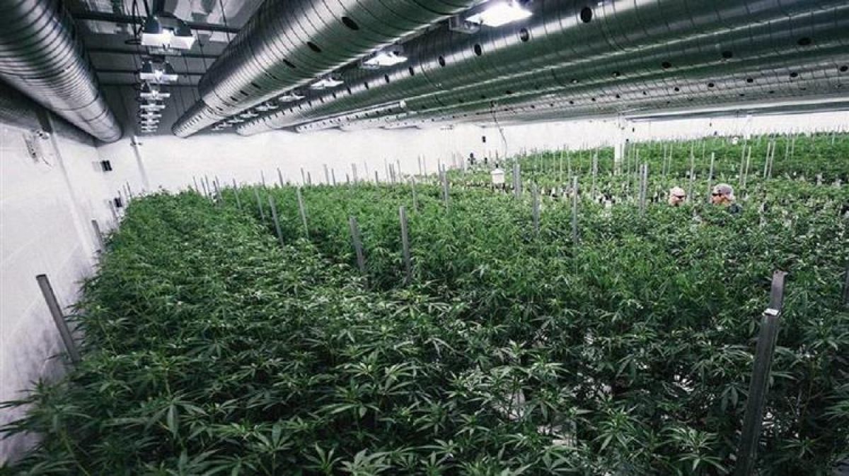 Φαρμακευτική κάνναβη: Όροι και προϋποθέσεις για την καλλιέργεια και την μεταποίηση