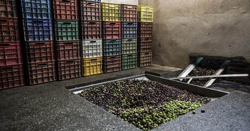 Πάνω από 1 εκατ. ευρώ σε 31 ελαιοτριβεία πυρόπληκτων περιοχών