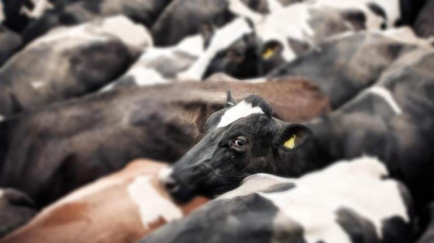 Χαστούκι στους κτηνοτρόφους: Σχεδιάζεται χαράτσι για το ρέψιμο των αγελάδων για λιγότερους ρύπους