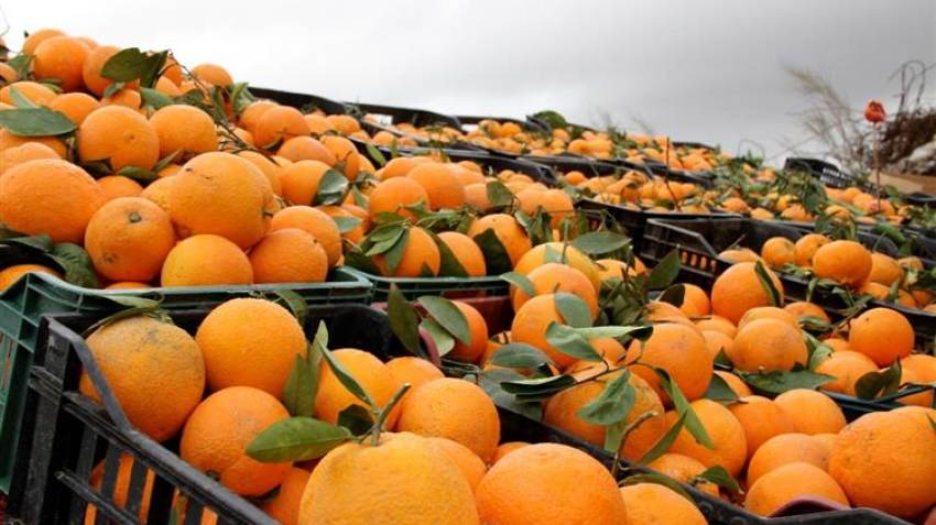 Ηλεία: Στα αζήτητα για την φετινή χρονιά η παραγωγή των εσπεριδοειδών