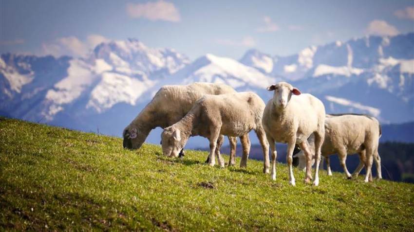 Εγκρίθηκαν 50 εκατ. ευρώ για τη στήριξη του κτηνοτροφικού τομέα