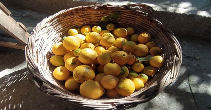 Γράφει ο Βαγγέλης Μητράκος : «Κοντούλα λεμονιά»