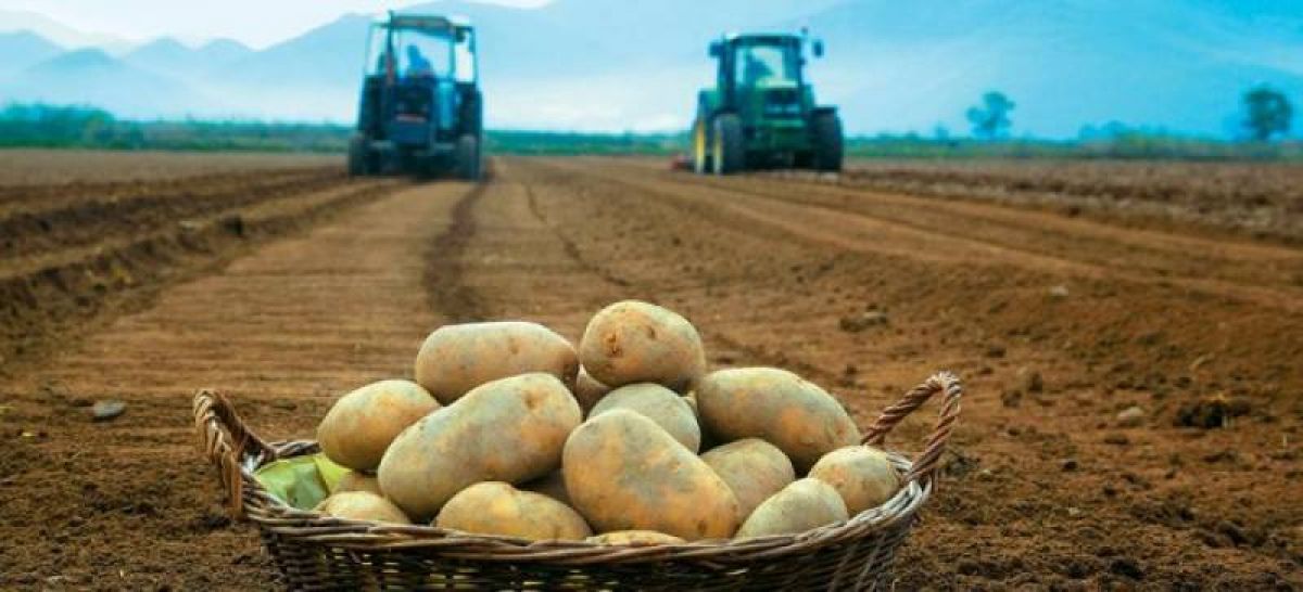 Εγγραφή πατατοπαραγωγών, εμπόρων και συσκευαστών στο επίσημο μητρώο