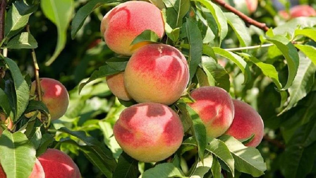 Κομφούζιο»: Πιστώνονται τα χρήματα στους λογαριασμούς των παραγωγών