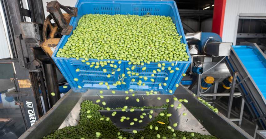 Ο καιρός... μίκρυνε φέτος την Γαϊδουροελιά, οριακά στο κόστος οι τιμές παραγωγού