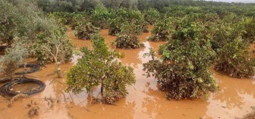 ΥΠΟΒΟΛΗ ΔΗΛΩΣΕΩΝ ΓΙΑ ΖΗΜΙΕΣ ΣΤΗΝ ΦΥΤΙΚΗ ΠΑΡΑΓΩΓΗ (ΕΚΤΟΣ ΑΠΟ ΠΟΡΤΟΚΑΛΙΑ ΠΟΙΚ. ΒΑΛΕΝΤΣΙΑ) ΑΠΟ ΠΛΗΜΜΥΡΑ ΤΗΣ 26-01-2023. ΠΡΟΘΕΣΜΙΑ ΕΩΣ 6 ΜΑΡΤΙΟΥ 2023