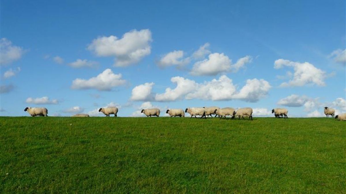 Εφαρμογή των νέων αποφάσεων για τον τρόπο καταβολής των ενωσιακών ενισχύσεων στους κτηνοτρόφους
