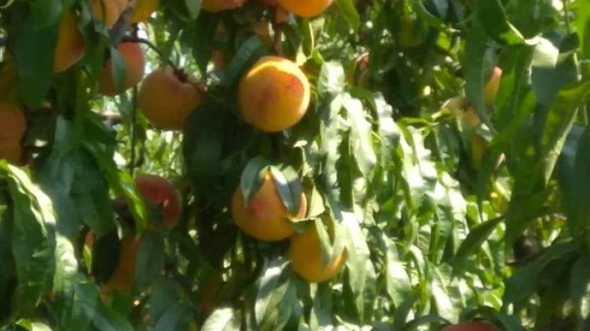 Σε ΦΕΚ οι αποφάσεις για τις ενισχύσεις 28,1 εκατ. ευρώ σε βερίκοκα, νεκταρίνια, επιτραπέζια και μεταποιημένα ροδάκινα