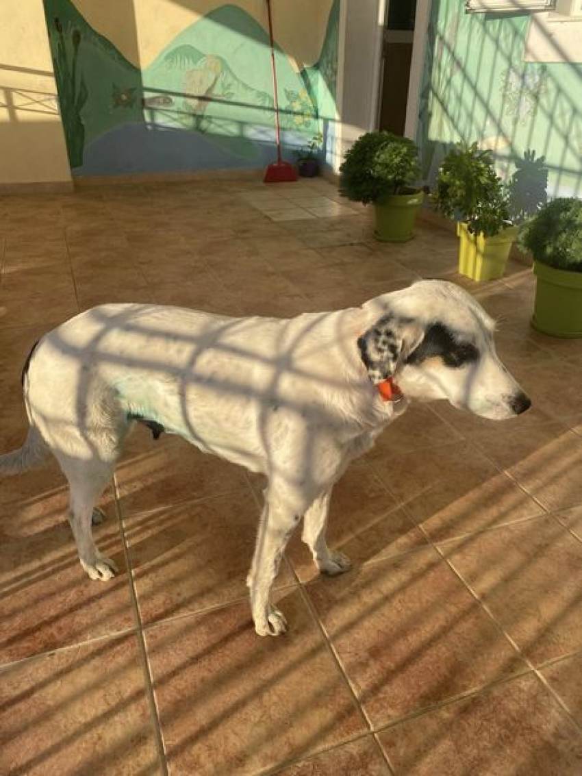 Δήμος Ευρώτα - Υπηρεσία φροντίδας αδέσποτων ζώων