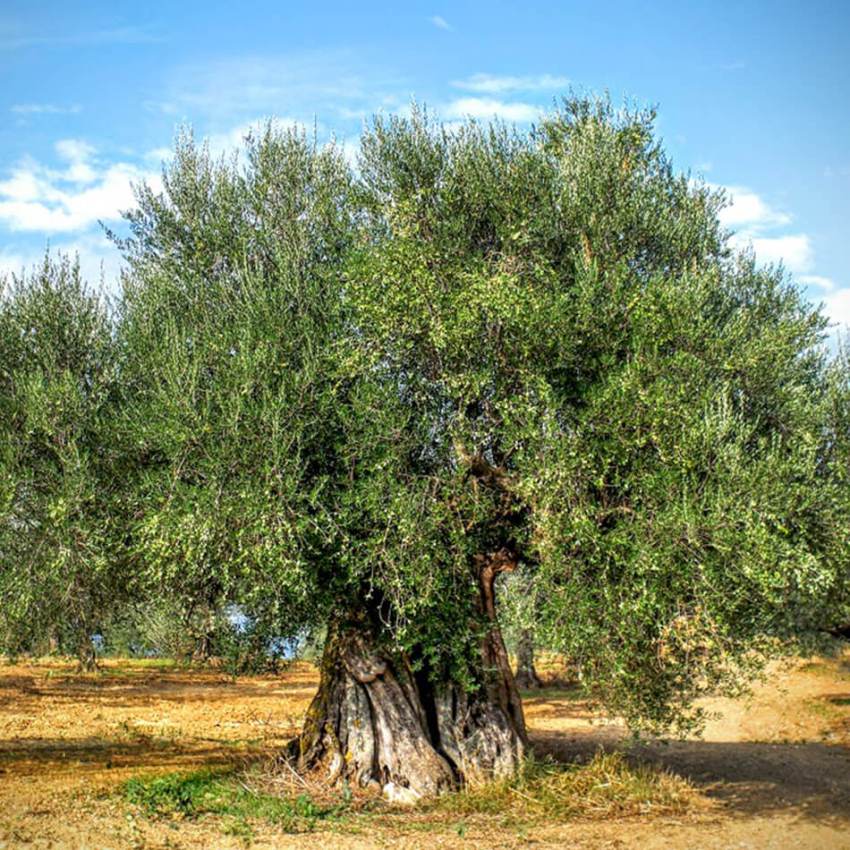 Ελαιόλαδο Βιολογικό Premium  Ελιές Καλαμών Βιολογικές    Gourmet &amp; Flavored     Υψηλά Φαινολικά Ελαιόλαδα &amp; Ελιές Plus Health