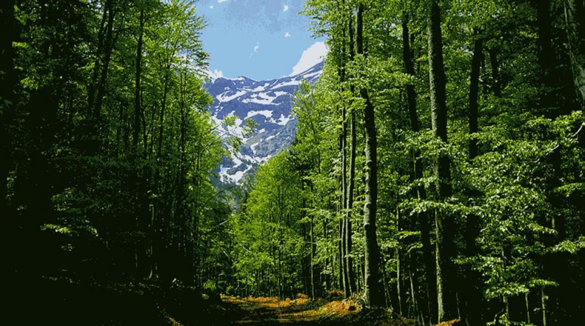 Ενισχύονται οι δασικές υπηρεσίες ενόψει της εκπόνησης του Εθνικού Σχεδίου Αναδασώσεων