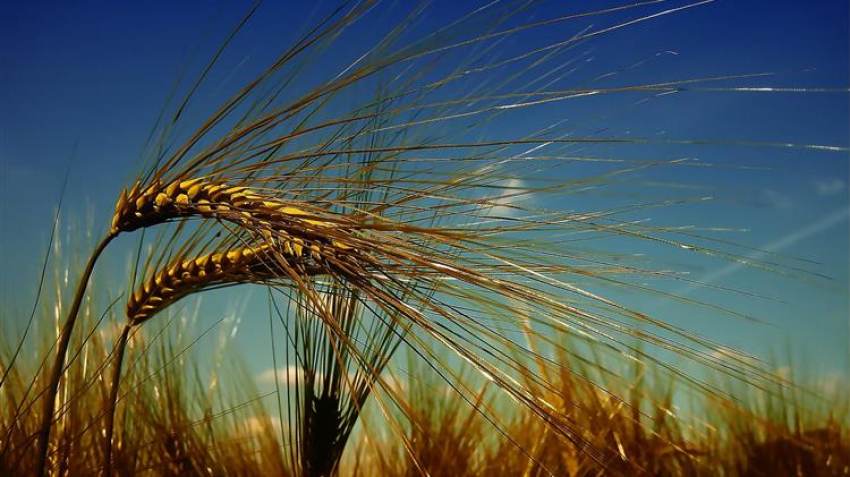 Η αξία των εξαγωγών σιτηρών αυξήθηκε κατά 26%