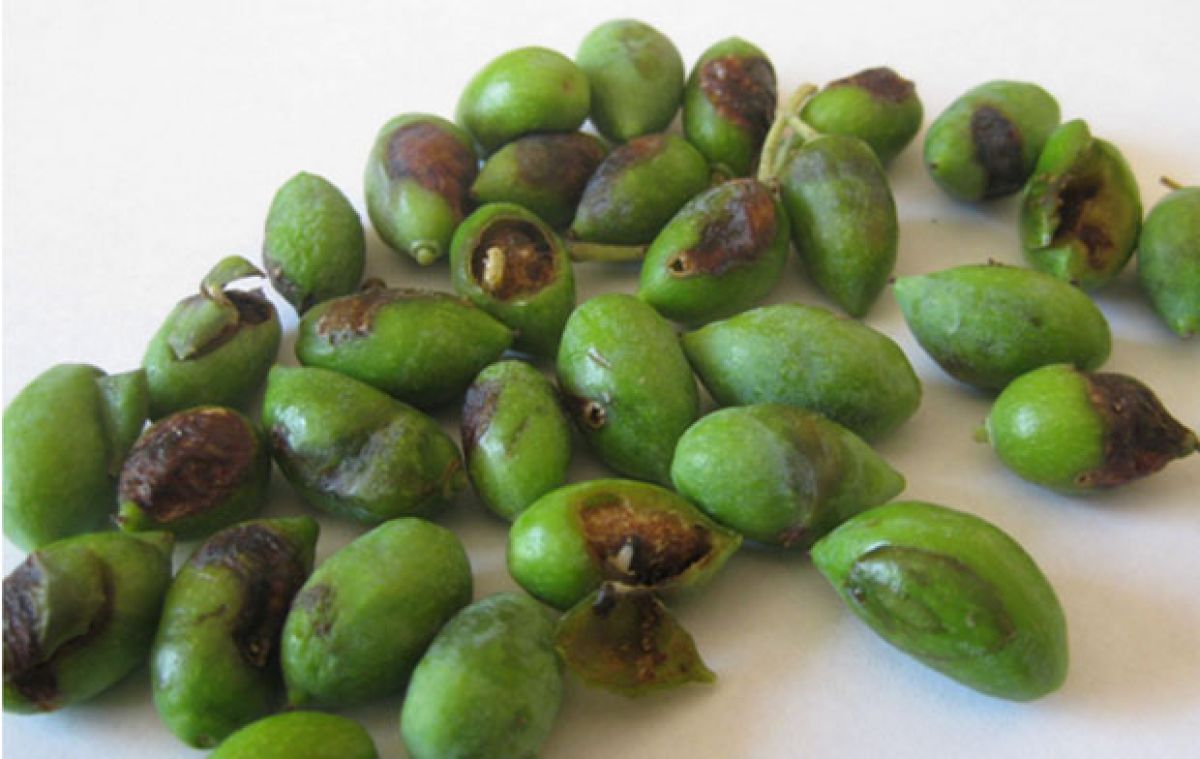 Δακοκτονία 2022: Πώς θα κατανεμηθεί το εποχικό προσωπικό