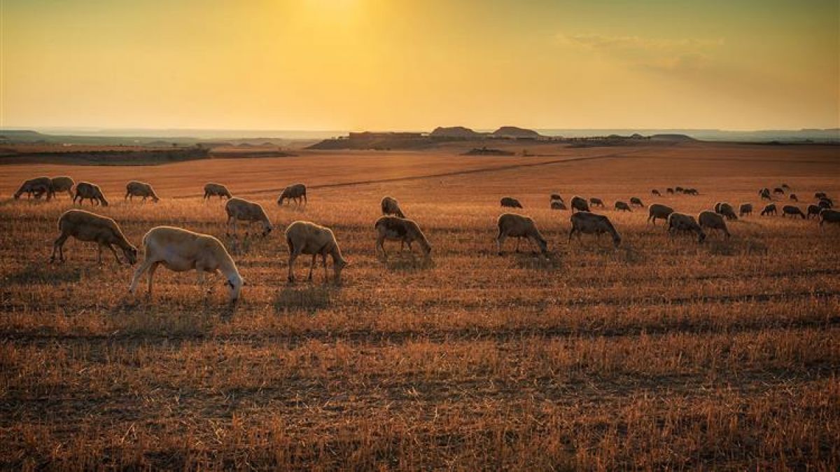 Ένωση Ιδιοκτητών Αγρ. Ακινήτων: Ο Σύνδεσμος Ελληνικής Κτηνοτροφίας εγκατέλειψε τους Έλληνες κτηνοτρόφους