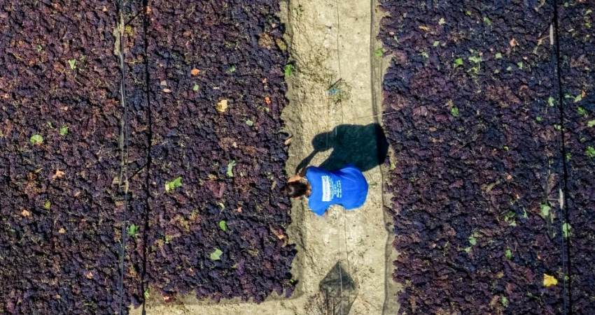 Ίδια με πέρσι στις τιμές σταφίδας προβλέπουν παραγωγοί, συγκέντρωση στην Ηλεία