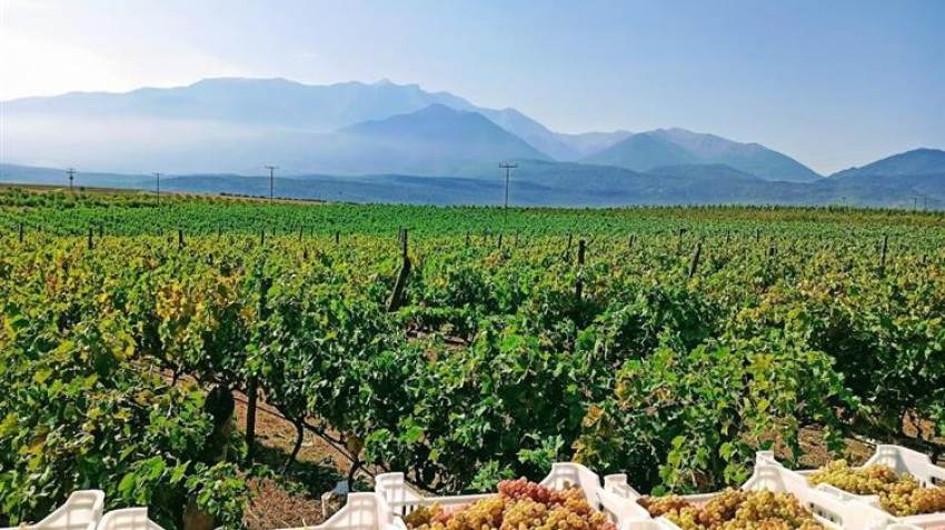 Οι περιοχές με Γεωγραφικές Ενδείξεις εξακολουθούν να μην επιθυμούν την ευρωπαϊκή εξωτερική ανάθεση της διαχείρισής τους