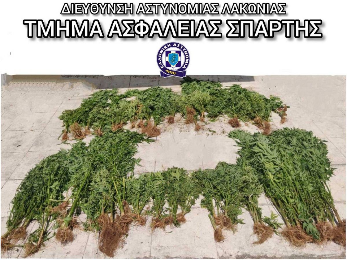 Συνελήφθη 46χρονος για ναρκωτικά στη Λακωνία  Κατασχέθηκαν -72- δενδρύλλια κάνναβης    Συνελήφθη, χθες (3.6.2021) το πρωί, σε τοπική κοινότητα του Δήμου Ανατολικής Μάνης Λακωνίας, από αστυνομικούς του Τμήματος Ασφαλείας Σπάρτης, 46χρονος ημεδαπός, σε
