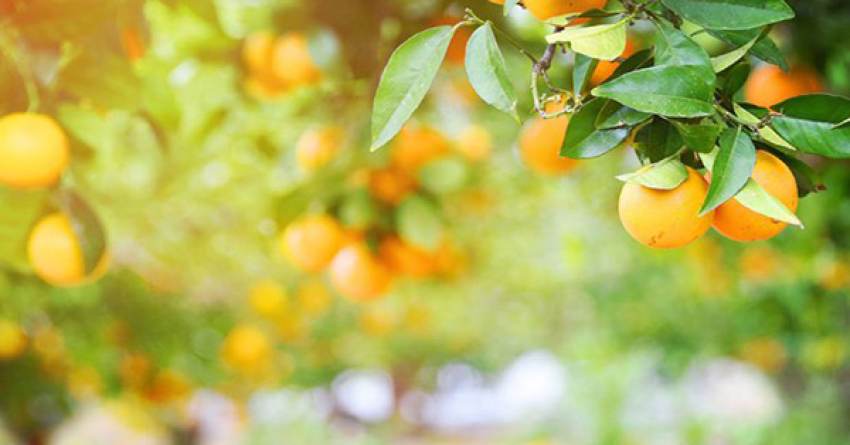 Καλή ζήτηση στα εσπεριδοειδή τσίμπησαν προς τα πάνω οι τιμές