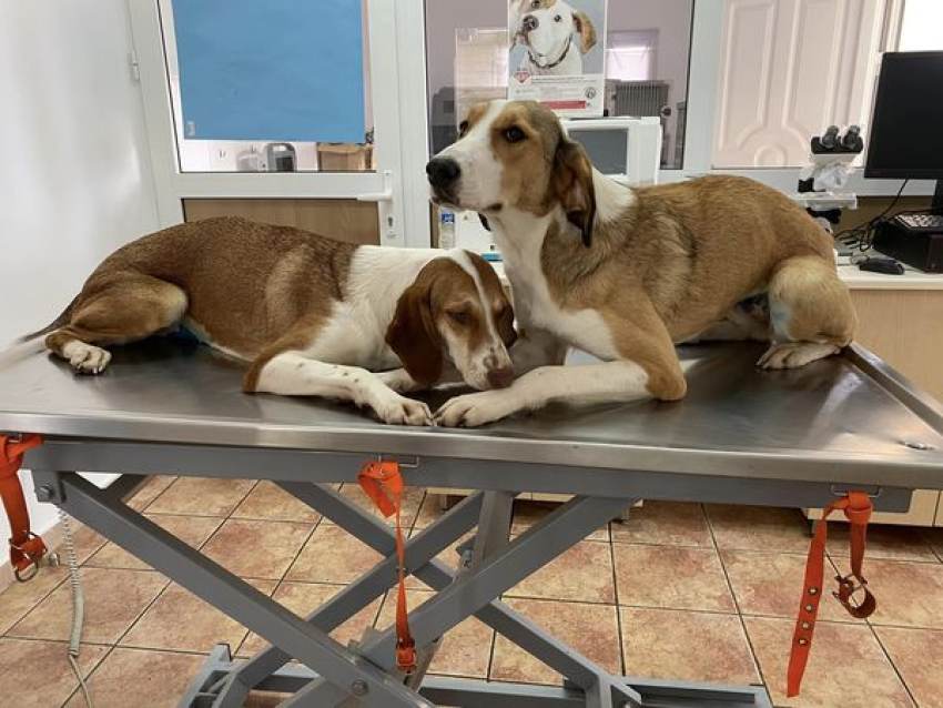 Δήμος Ευρώτα - Υπηρεσία φροντίδας αδέσποτων ζώων