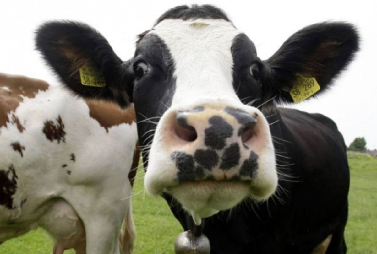 Αποσύρεται η τροποποίηση για τη σφαγή ζώων χωρίς προηγούμενη αναισθησία