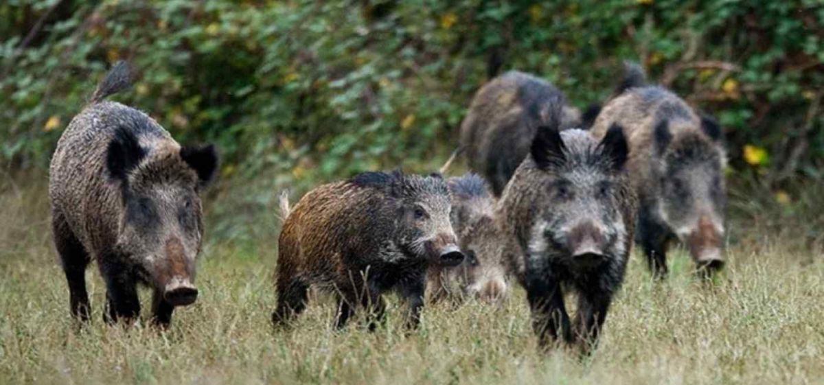 ΤΡΟΠΟΠΟΙΗΣΗ ΔΑΣΙΚΗΣ ΡΥΘΜΙΣΤΙΚΗΣ ΑΣΤΥΝΟΜΙΚΗΣ ΔΙΑΤΑΞΗΣ ΘΗΡΑΣ