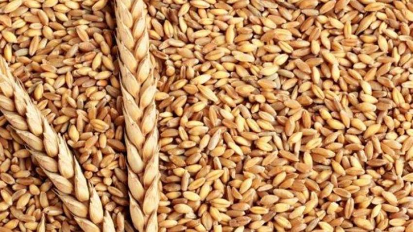 Nasdaq: Ανεβαίνουν οι παγκόσμιες τιμές στα σιτηρά