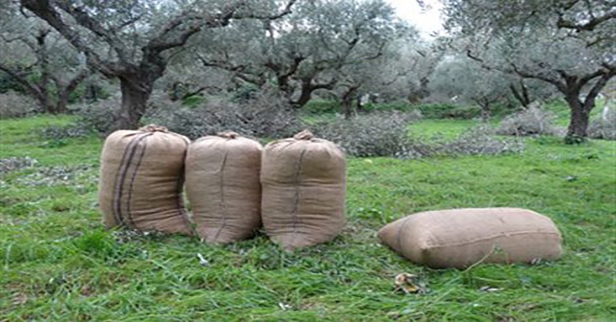 Στροφή προς τις βιολογικές καλλιέργειες ελιάς σε παγκόσμιο επίπεδο