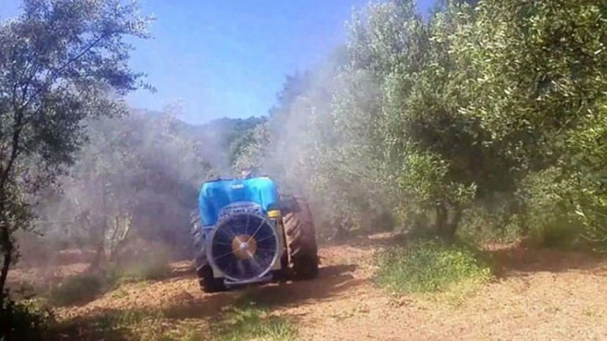 Δακοκτονία: Η ανεπαρκής  χρηματοδότηση αφήνει πολλές περιοχές εκτός προγράμματος